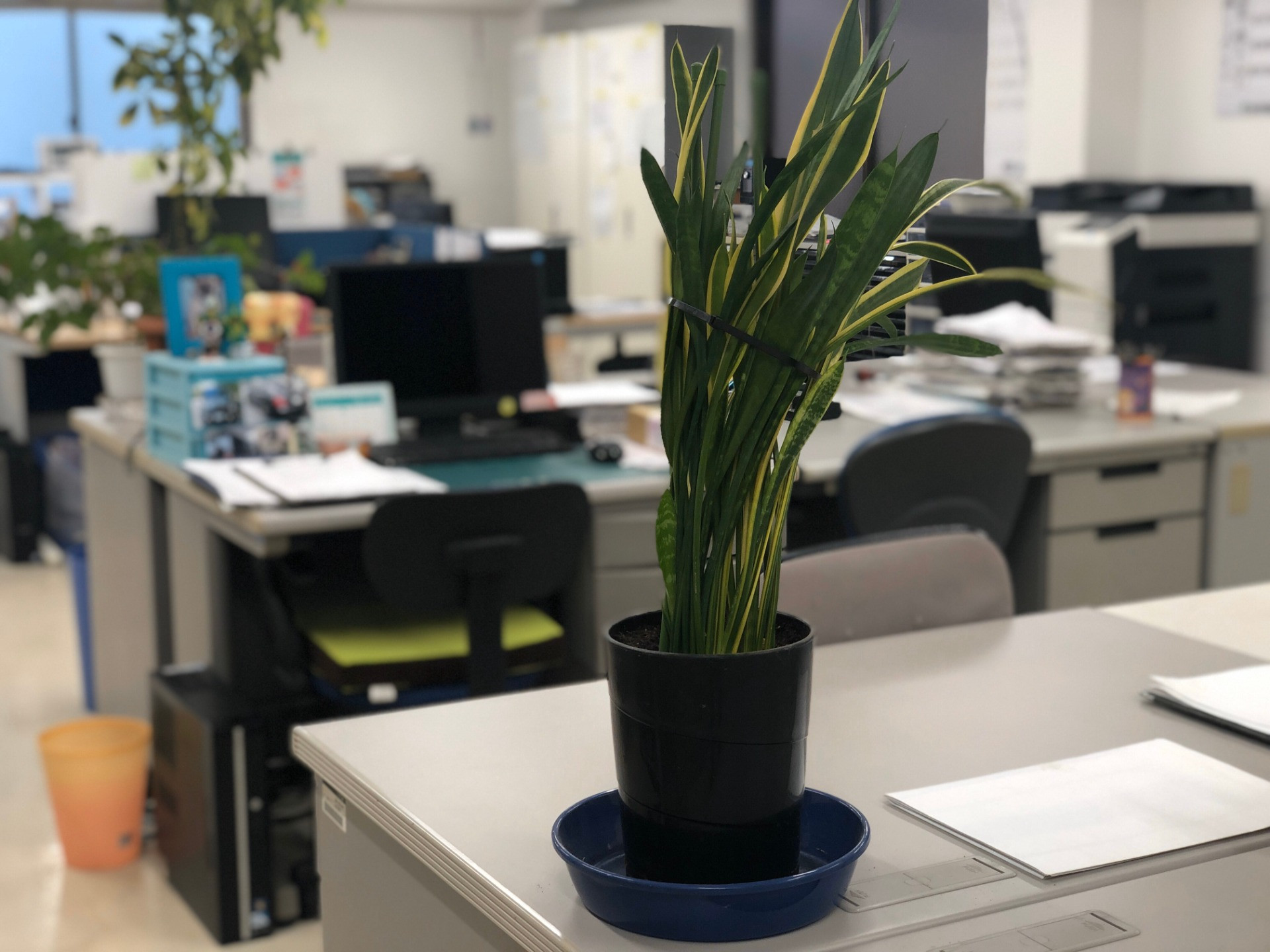 事務所の植物